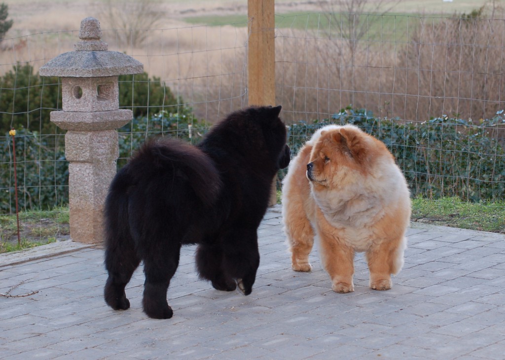 Chow Chow - Kennel Hjelme