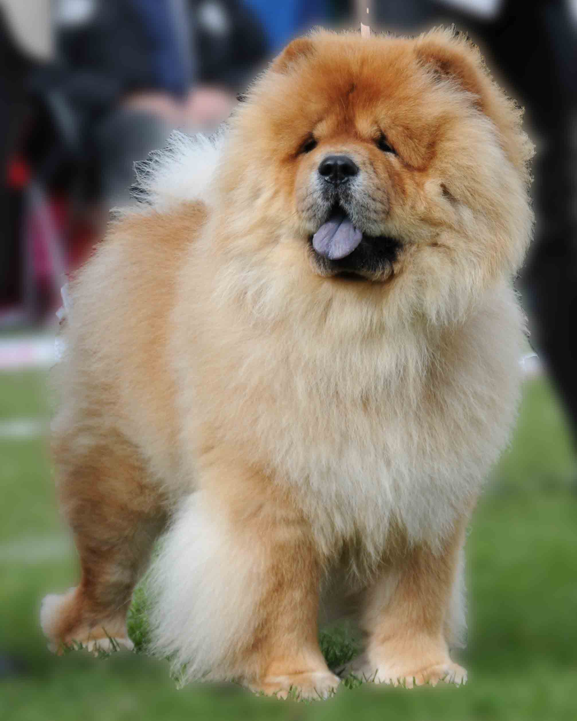 Chow Chow Hvalpe Fra Kennel Hjelme