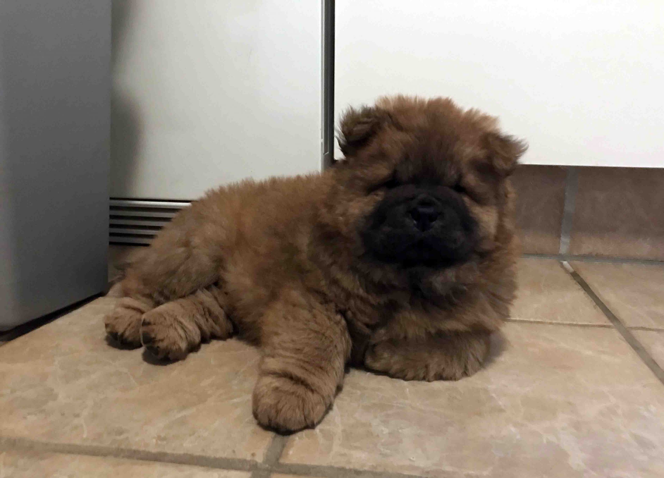 Chow Chow Hvalpe Kuld D - Kennel Hjelme