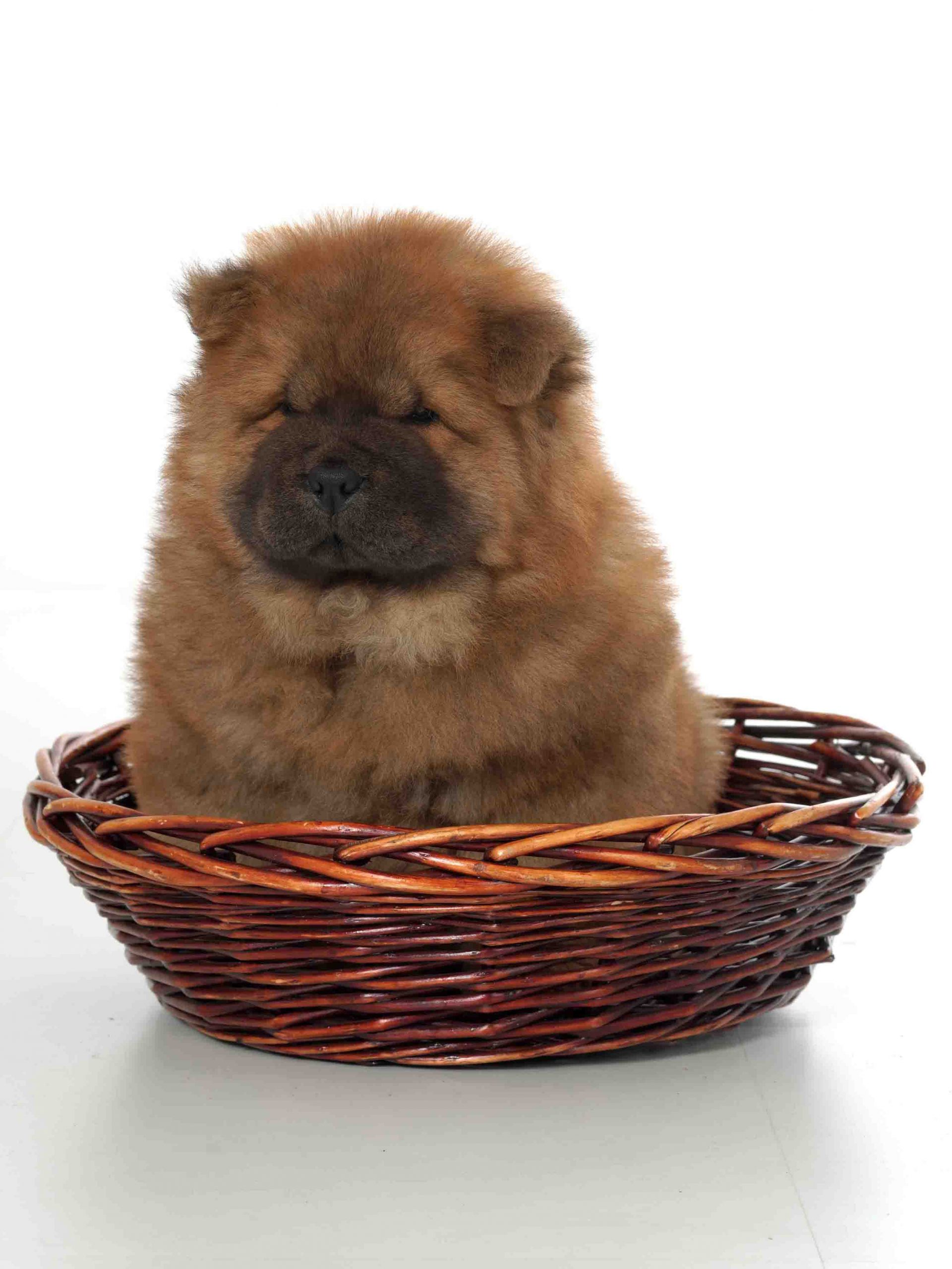 Chow Chow Hvalpe Kuld D - Kennel Hjelme