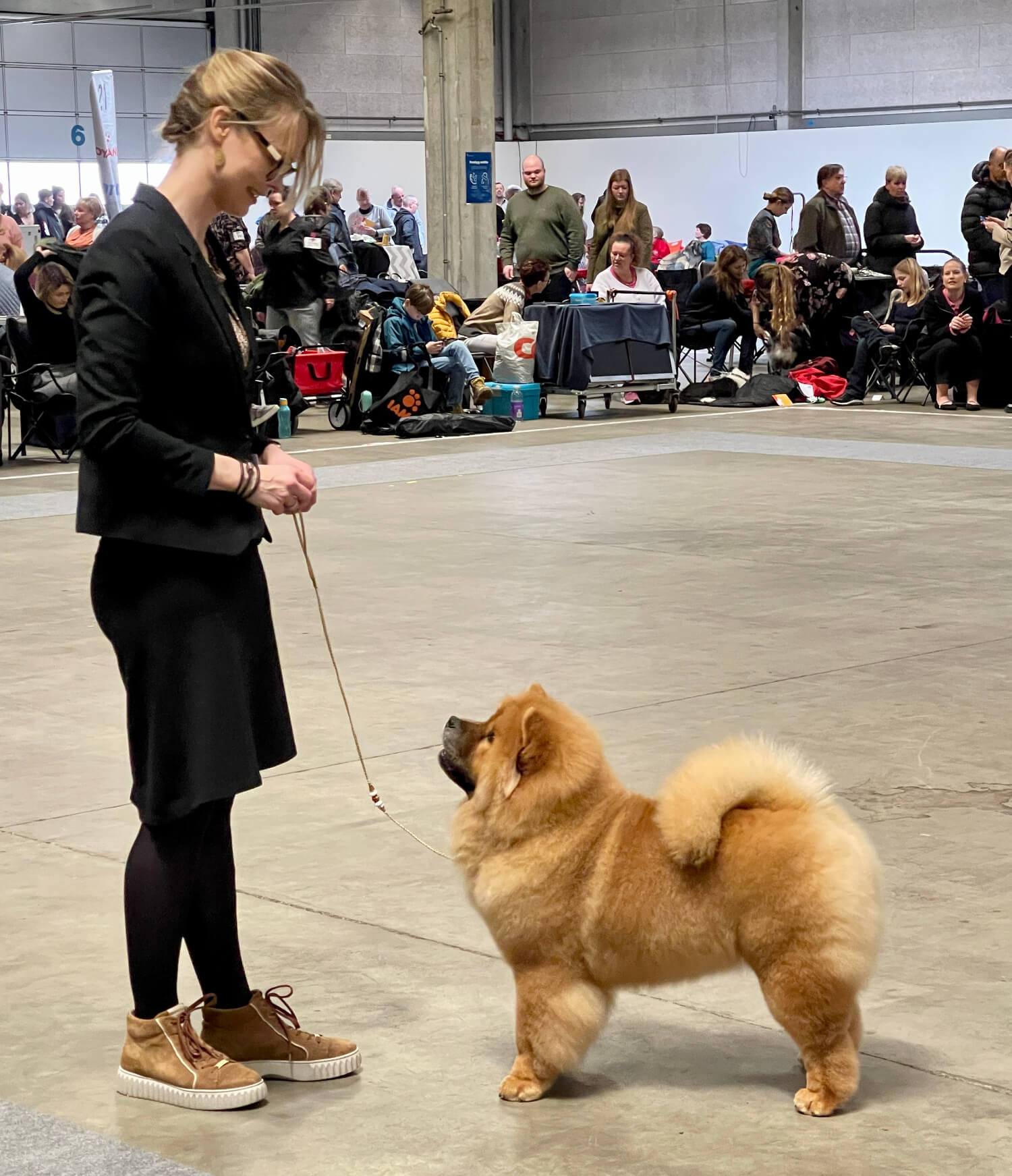 Hjelme F**kin' Perfect - Kennel Hjelme Chow Chow